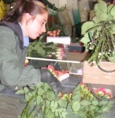 Colombian_flower_worker